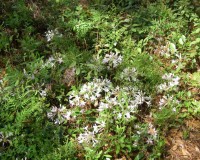 rhododendron atlanticum spring is. 10c.jpg